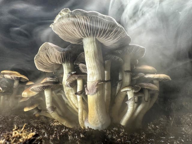 <p>Could magic mushrooms help to improve the lives of Americans with Parkinson’s disease? Researchers at University of California at San Francisco say they’ve found success.</p>