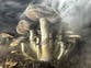 New Zealand approves use of ‘magic mushrooms’ to treat depression but only one psychiatrist is allowed to prescribe it