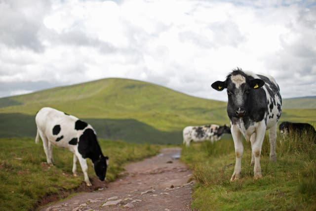 A herd of cows grazing beside a path in Brecon Beacons National Park. (Yui Mok/PA)