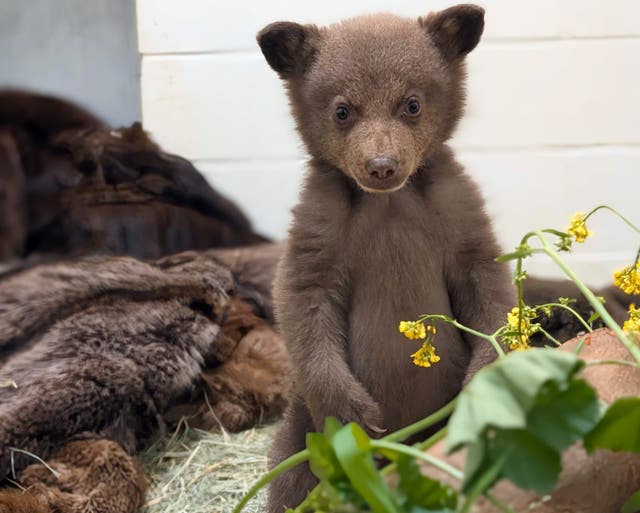 <p>The black bear cub is seen on his hind legs. At two months old, he is the youngest the San Diego Humane Society has helped.</p>