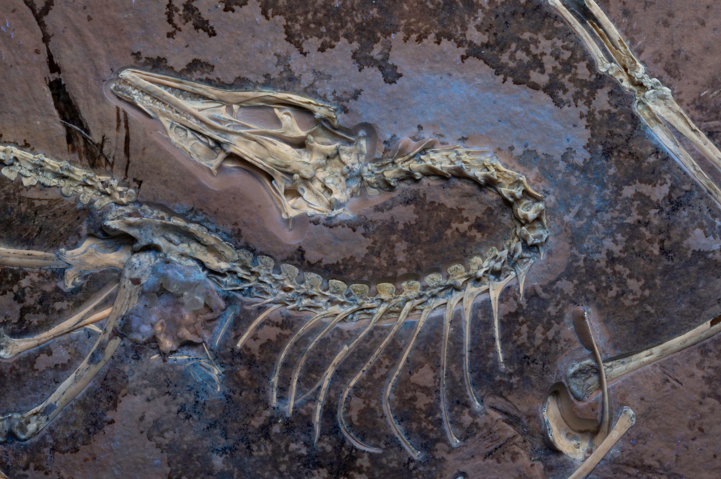 Archaeopteryx under UV light shows soft tissues alongside skeleton