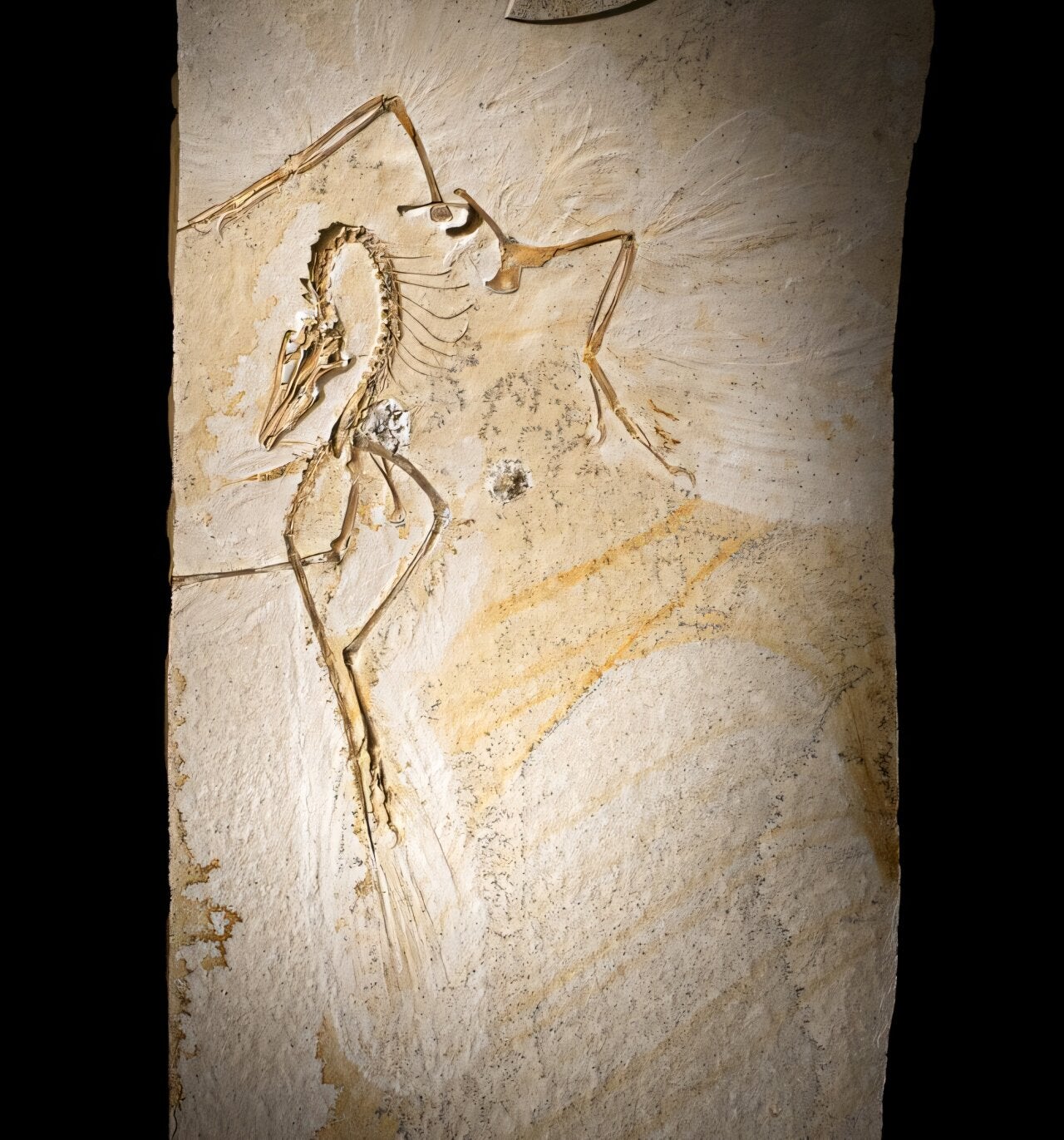 Chicago Archaeopteryx