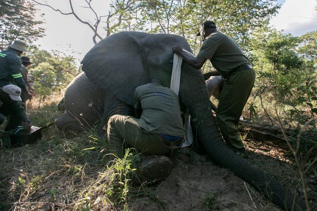 <p>Zimbabwe Parks and Wildlife Management Authority and the International Fund for Animal Welfare officers collar an elephant in the Hwange National Park, Zimbabwe, Tuesday, April 29, 2025. (AP Photo/Aaron Ufumeli)</p>