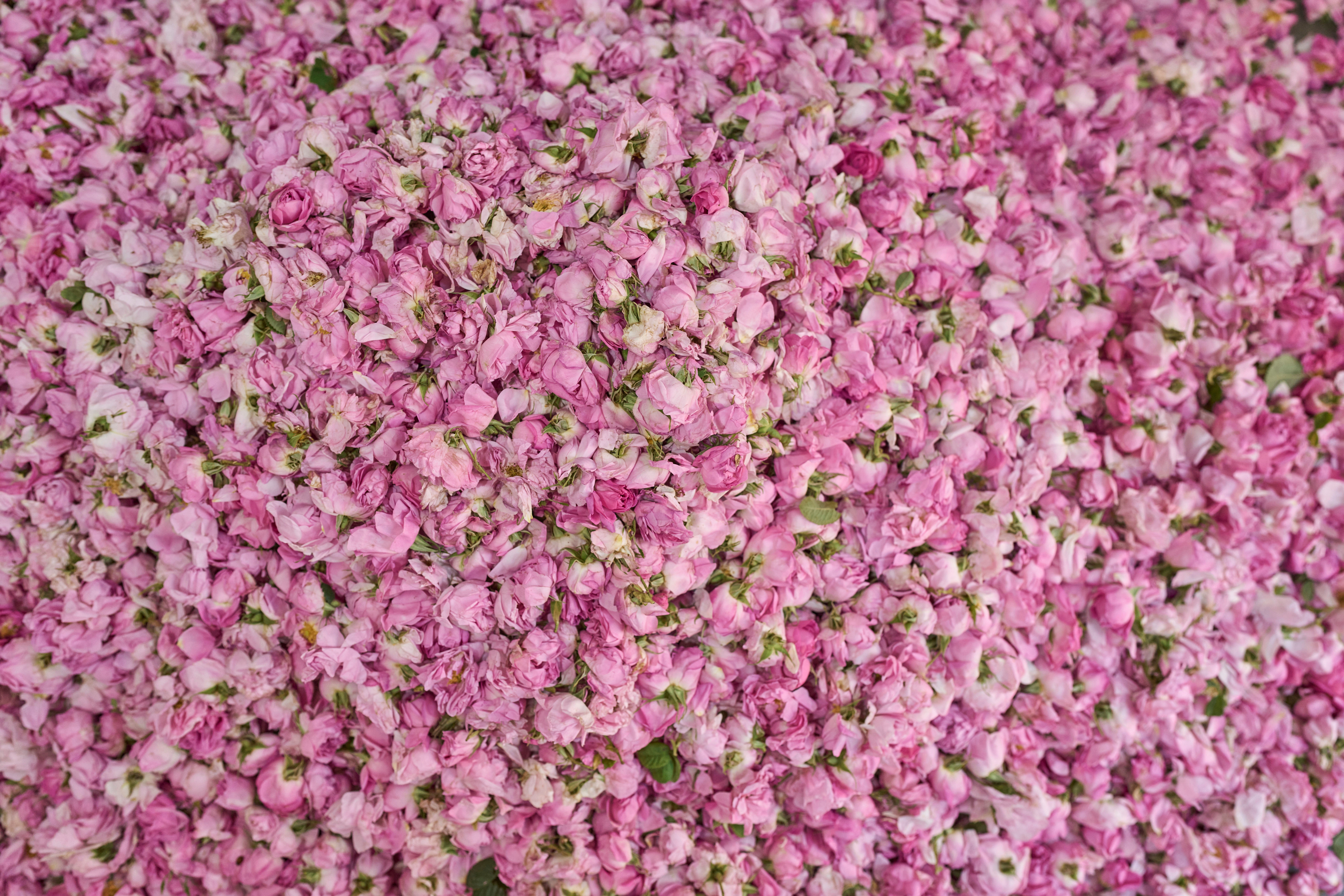 Morocco Rose Festival