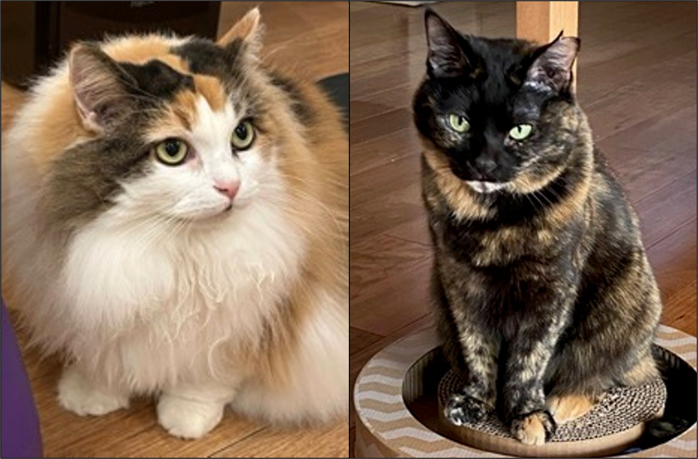 Calico cat (left) and tortoiseshell cat (right)