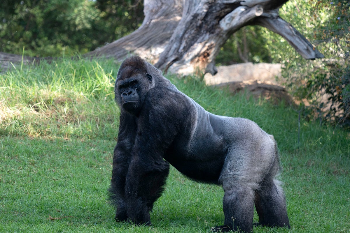 Listen: Prank 999 caller requests armed police to gorilla in busy town centre