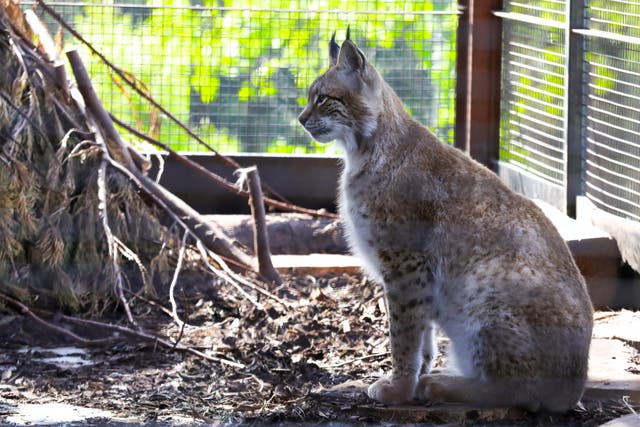 <p>The lynx were initially cared for at Edinburgh Zoo before being moved to their new home on Friday</p>
