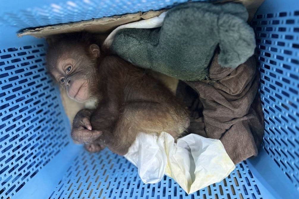 Thailand Wildlife Trafficking