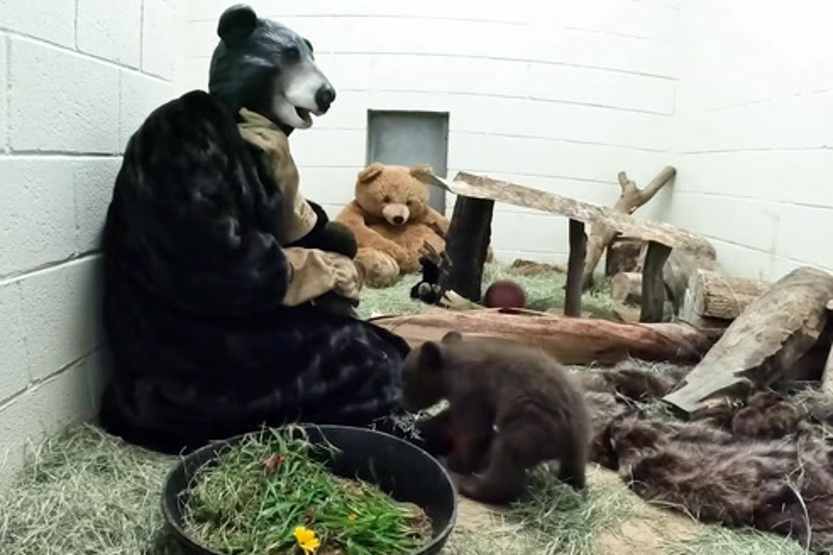 Humans in bear suits help save two-month-old cub separated from mother