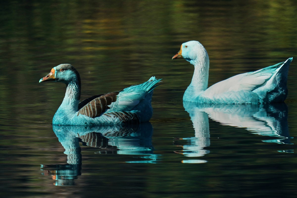 AP PHOTOS: Ducks stained blue in Brazil