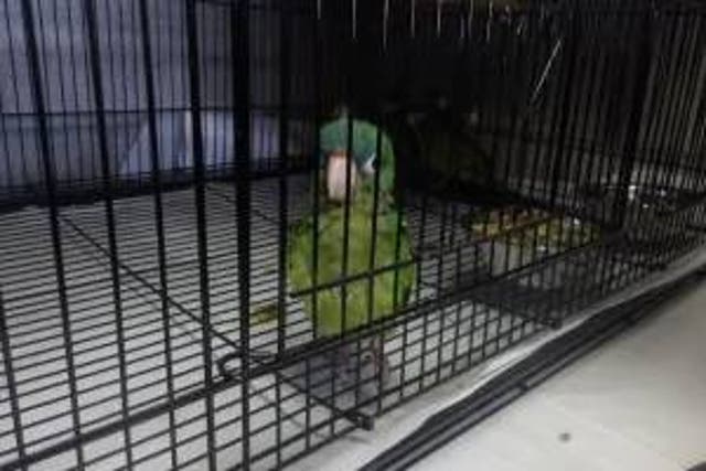 <p>Man arrested after trying to smuggle six parrots across U.S. border stuffed into his boots</p>