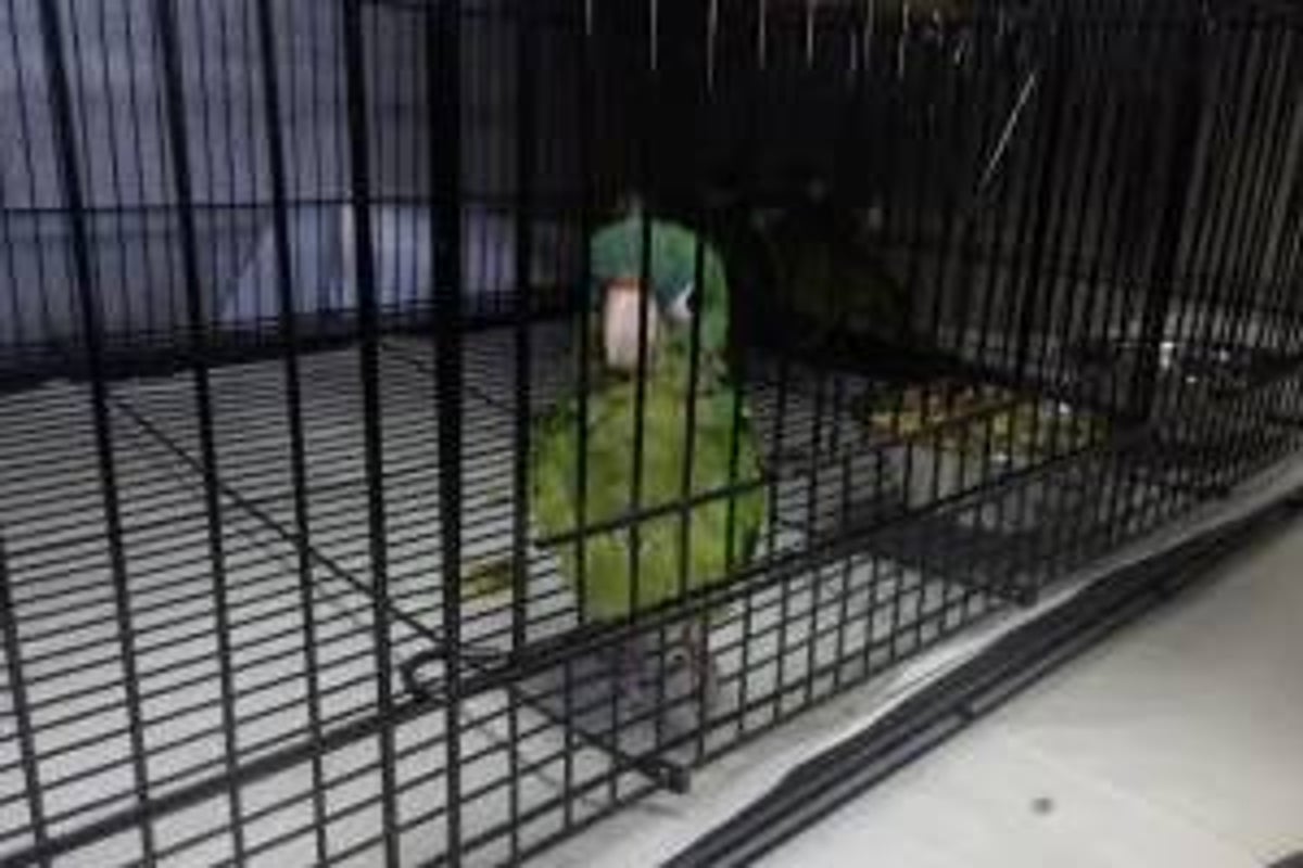 Man arrested trying to smuggle parrots across US border stuffed into his boots