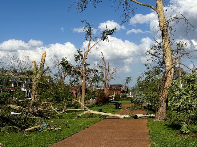 <p>Damaged and fallen trees are seen in St. Louis, Missouri, last Friday</p>