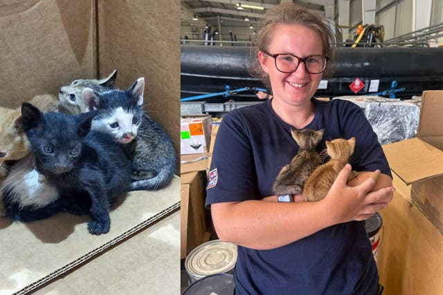 Royal Navy personnel hand-fed and reared the kittens (Royal Navy/PA)