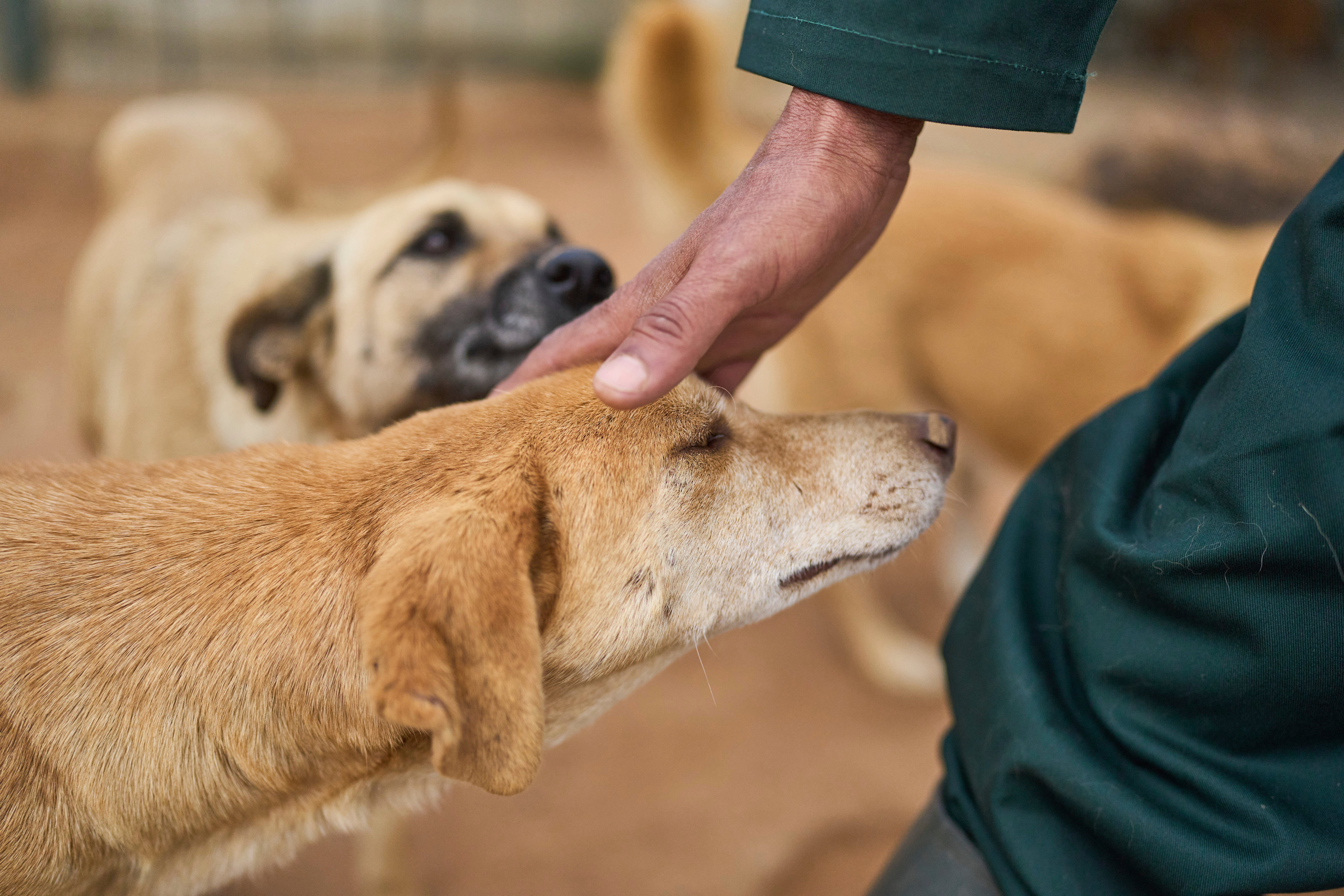 Morocco Stray Dogs