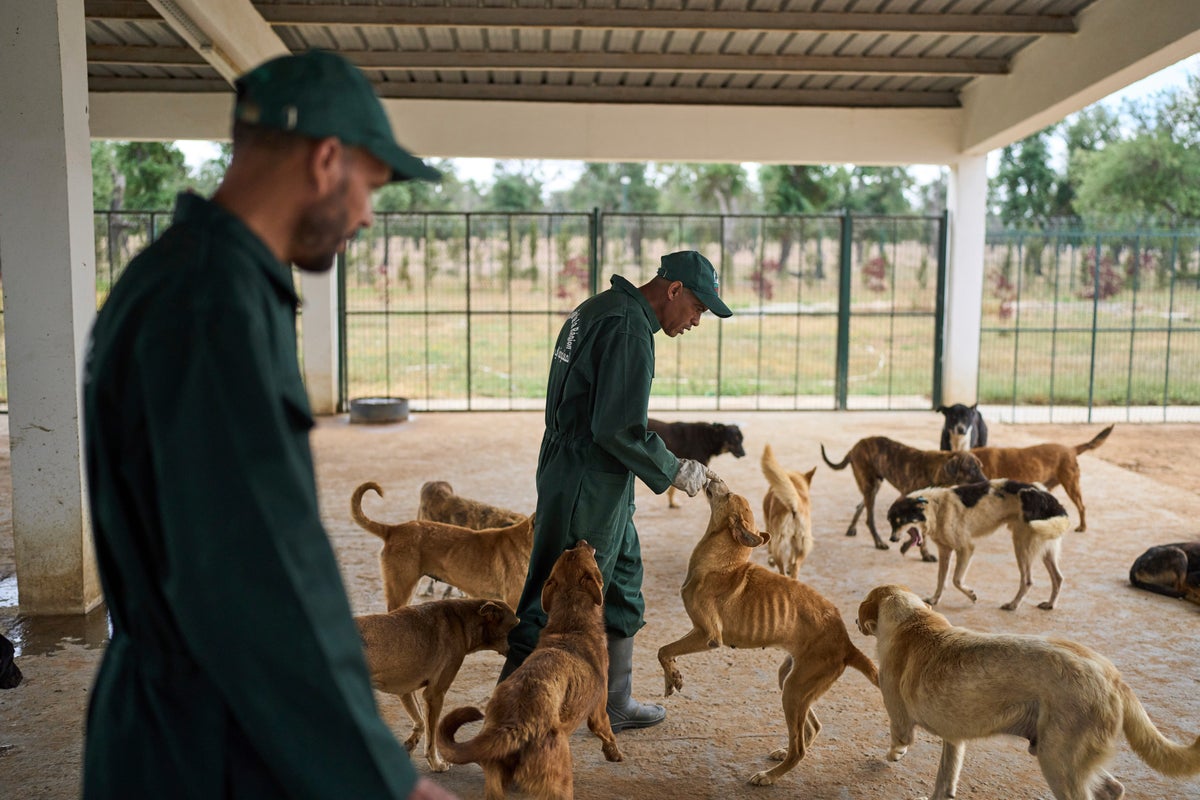 Morocco unveils policies it hopes bolster the care and management of stray dogs