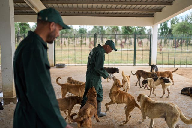 Morocco Stray Dogs