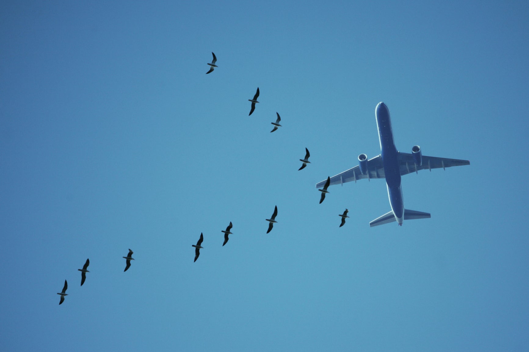 Delays caused by collisions with birds are treated as cases of ‘extraordinary circumstance’