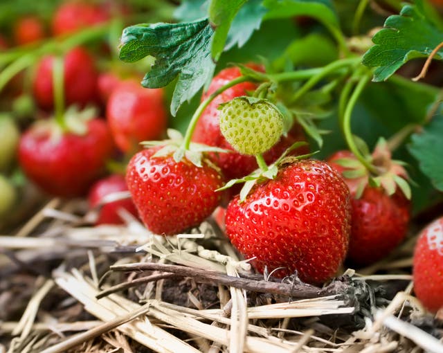 <p>This year's strawberries are sweeter than usual, growers have said</p>