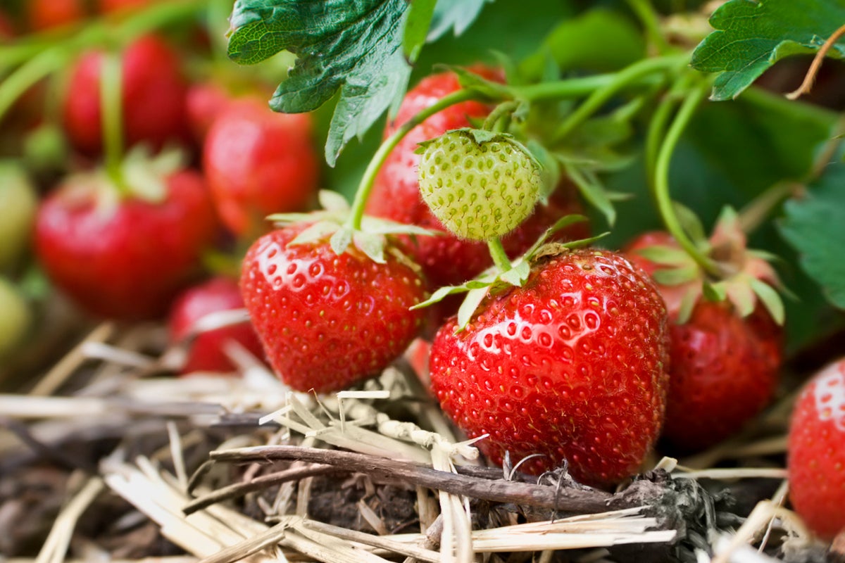 We've never seen anything like it': Surprise for shoppers buying strawberries