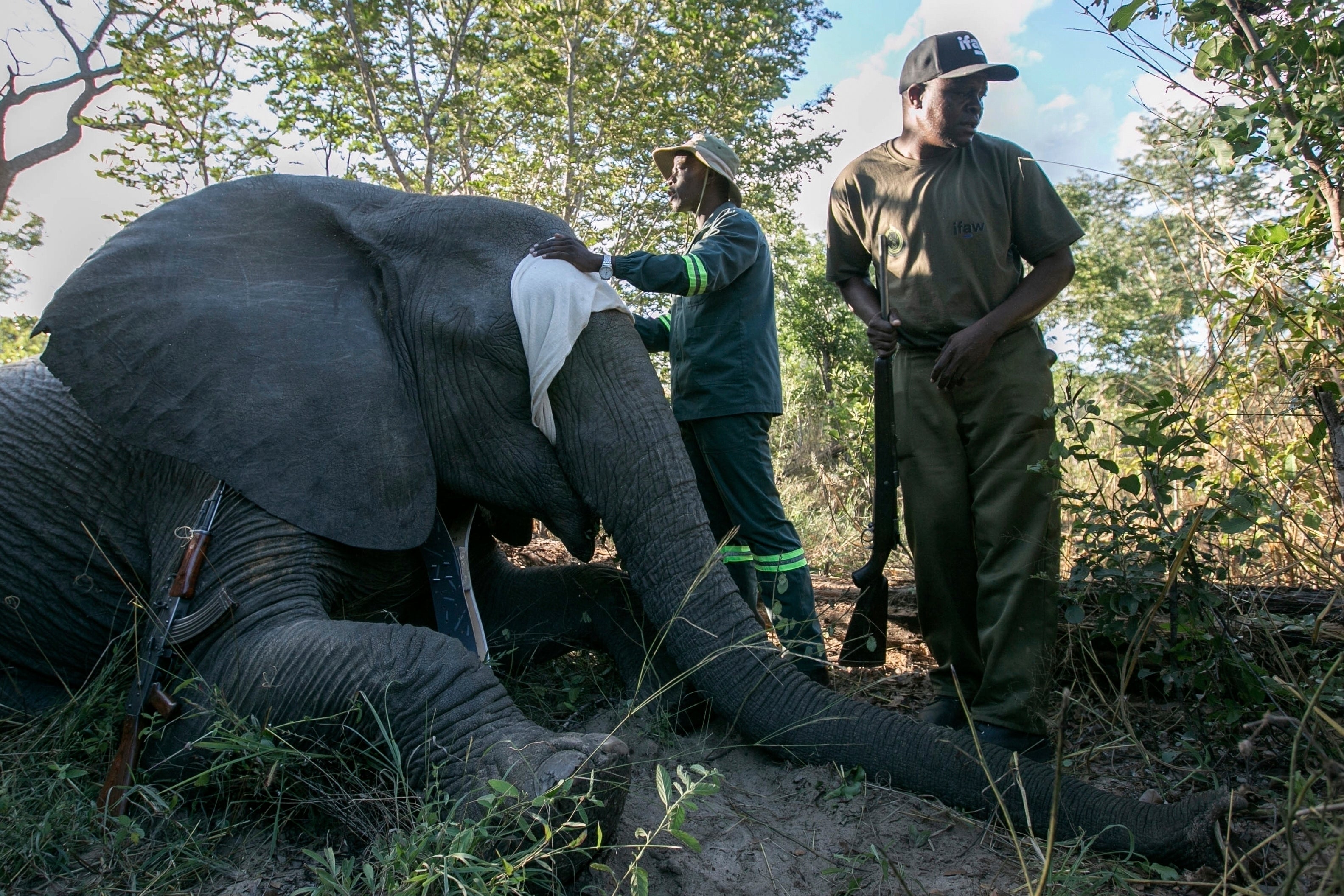 ZIMBABUE-ELEFANTES-CRISIS