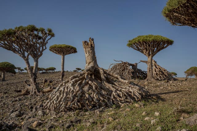 <p>Toppled dragon's blood trees are strewn on the ground on the Yemeni island of Socotra on Sept. 18, 2024. (AP Photo/Annika Hammerschlag)</p>