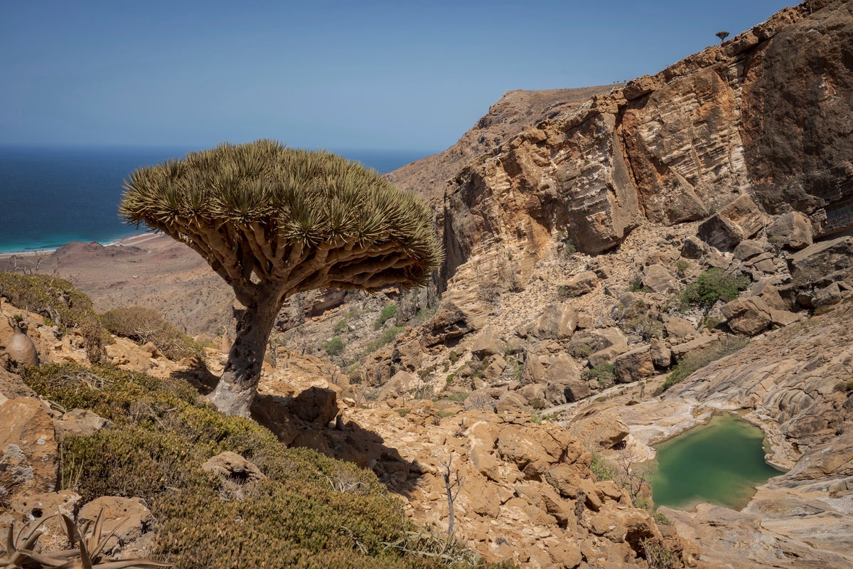 These trees exist in only one place on Earth. Now climate change and goats threaten their survival