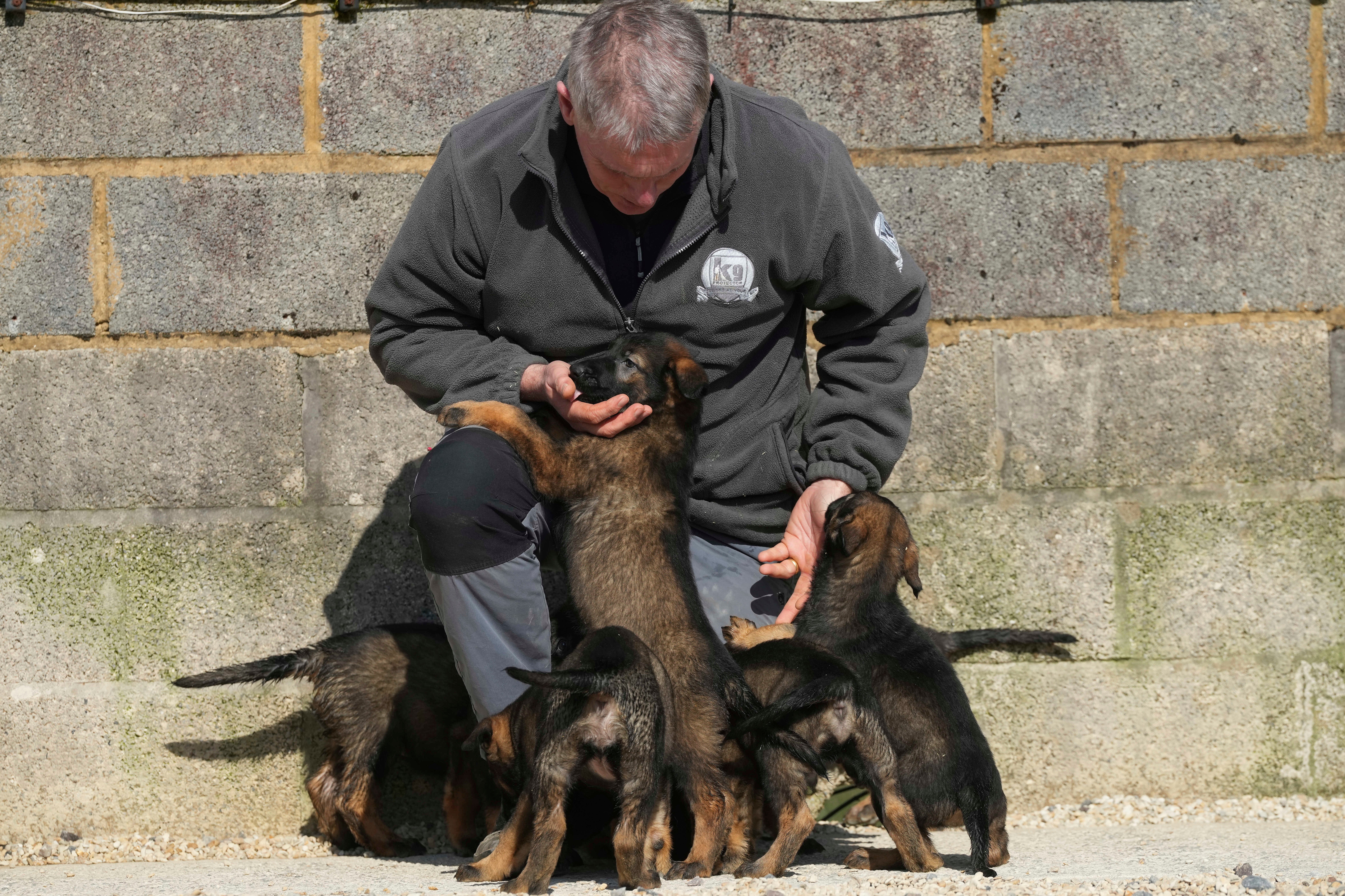 Britain Protection Dogs