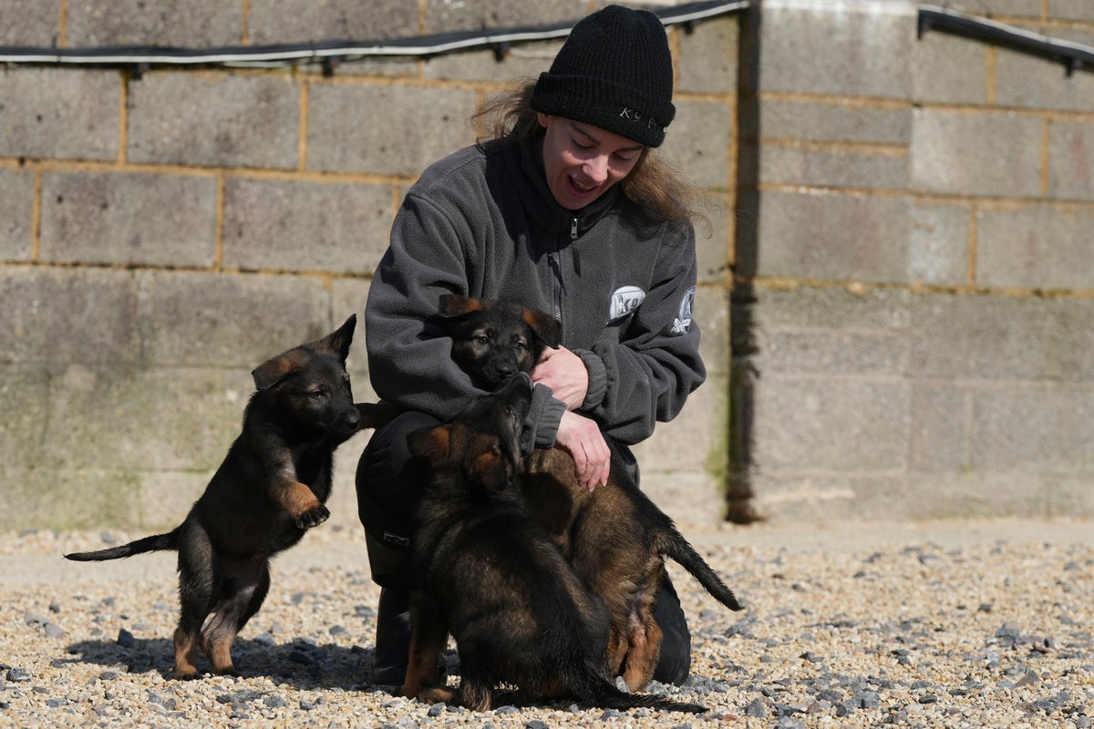 Pets with a toolkit: Protection dogs train to handle burglars as sports stars boost home security
