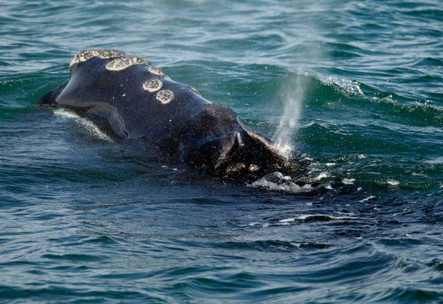 Right Whale Decline