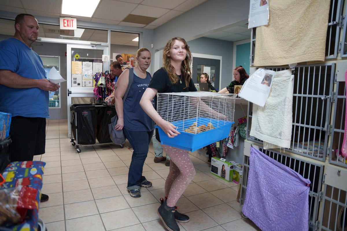Thousands of chicks found abandoned in USPS truck have been adopted
