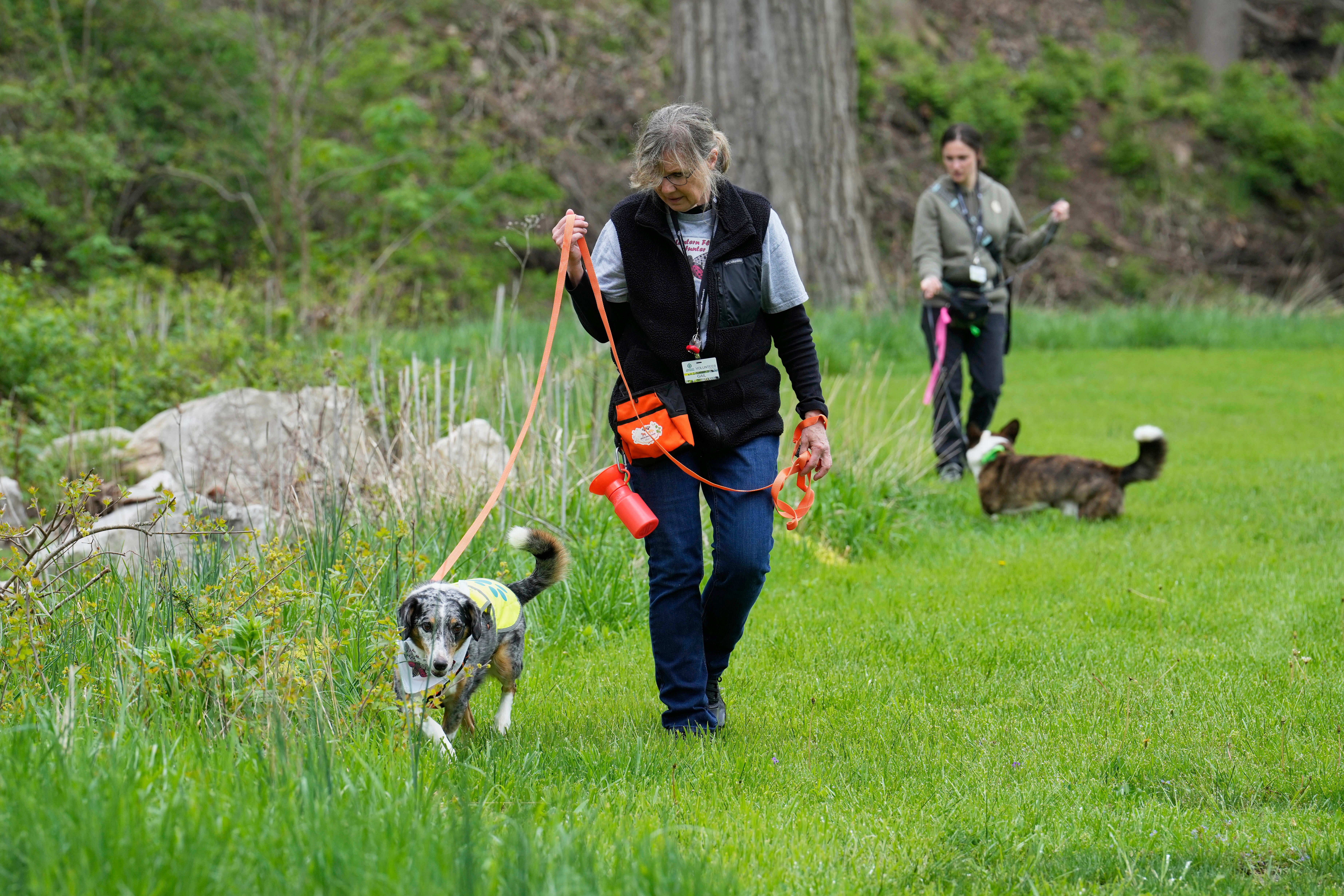 Spotted Lanternfly Hunters