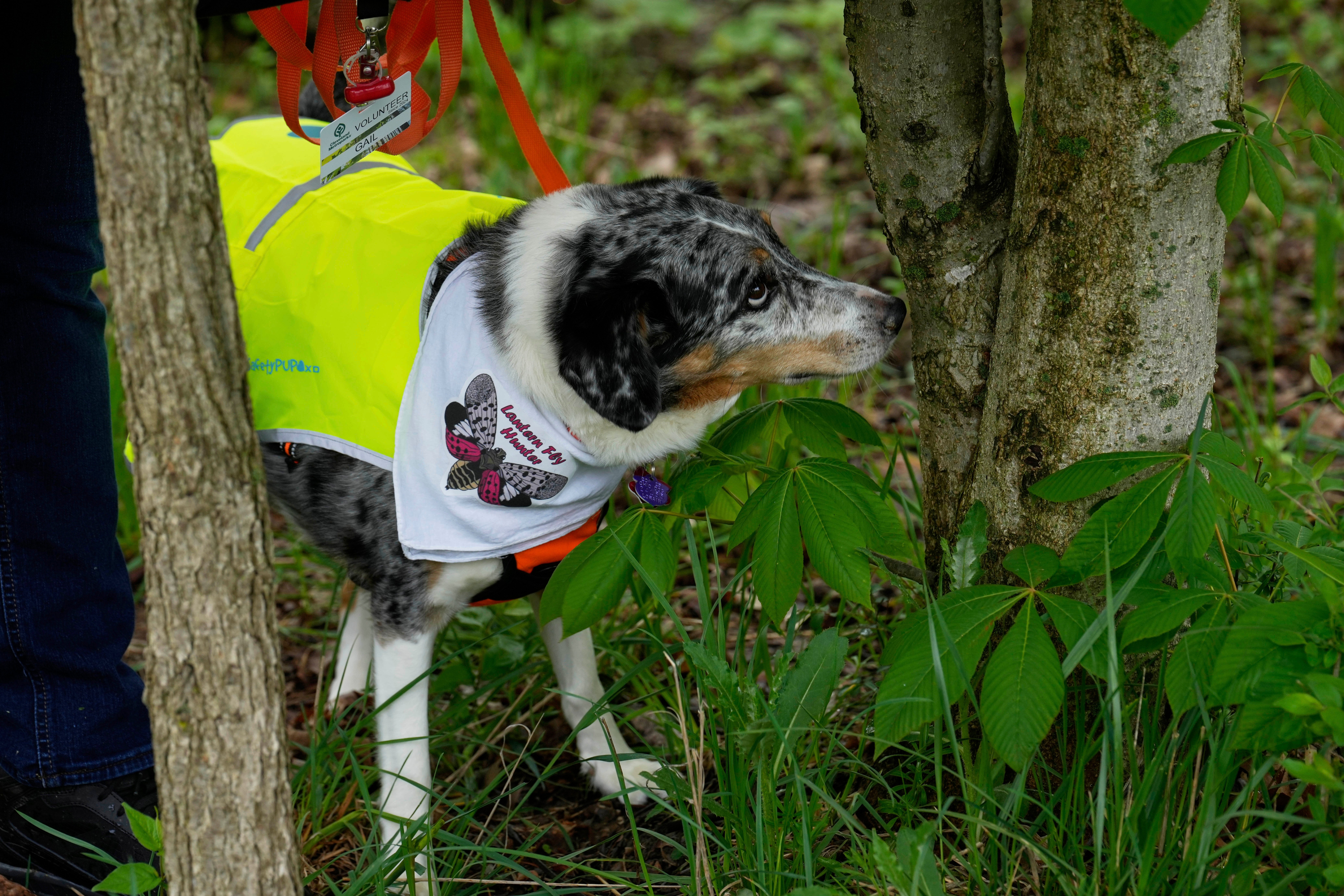 Spotted Lanternfly Hunters