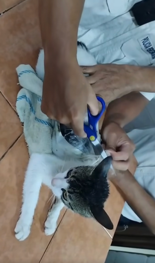 Moment cat caught smuggling Class A drugs into Costa Rican prison