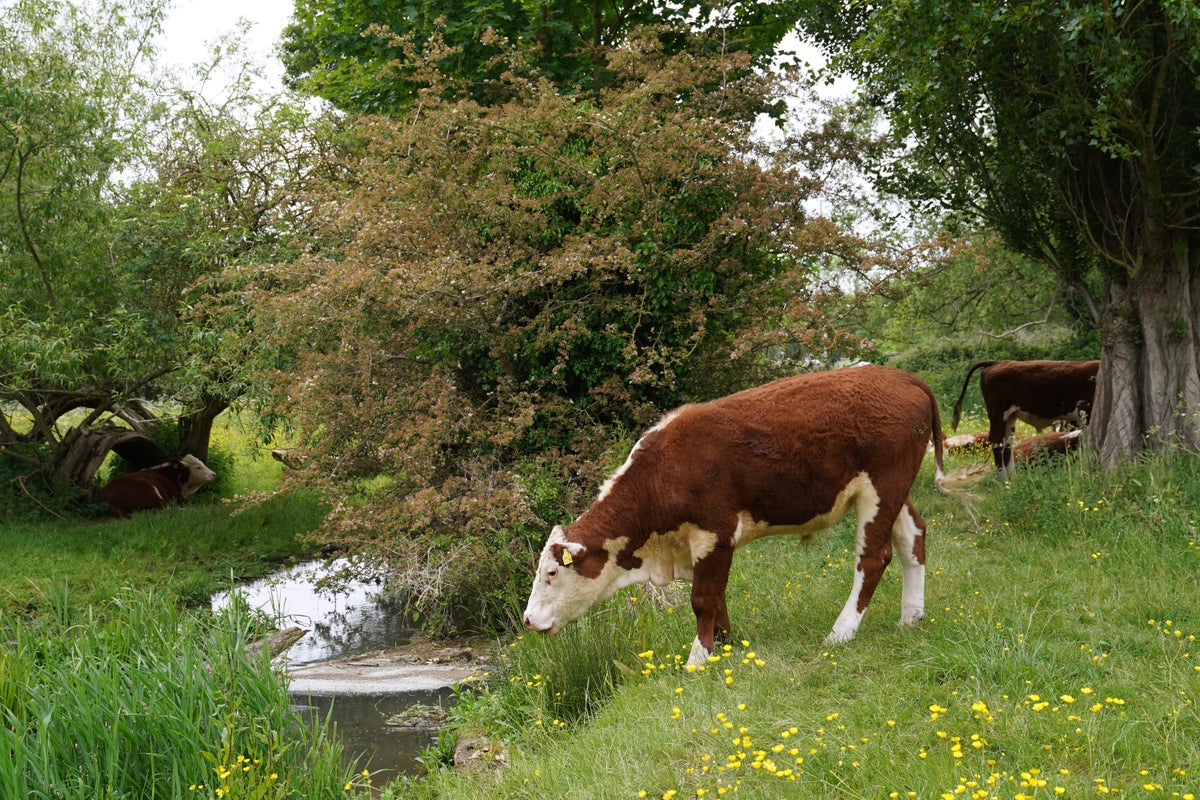 New tool created to help stop clumsy cows from falling into river