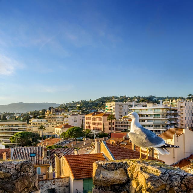 <p>Seagulls are deterred from swooping when they see a natural predator </p>