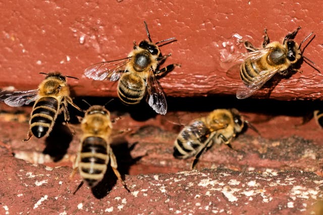 Germany World Bee Day