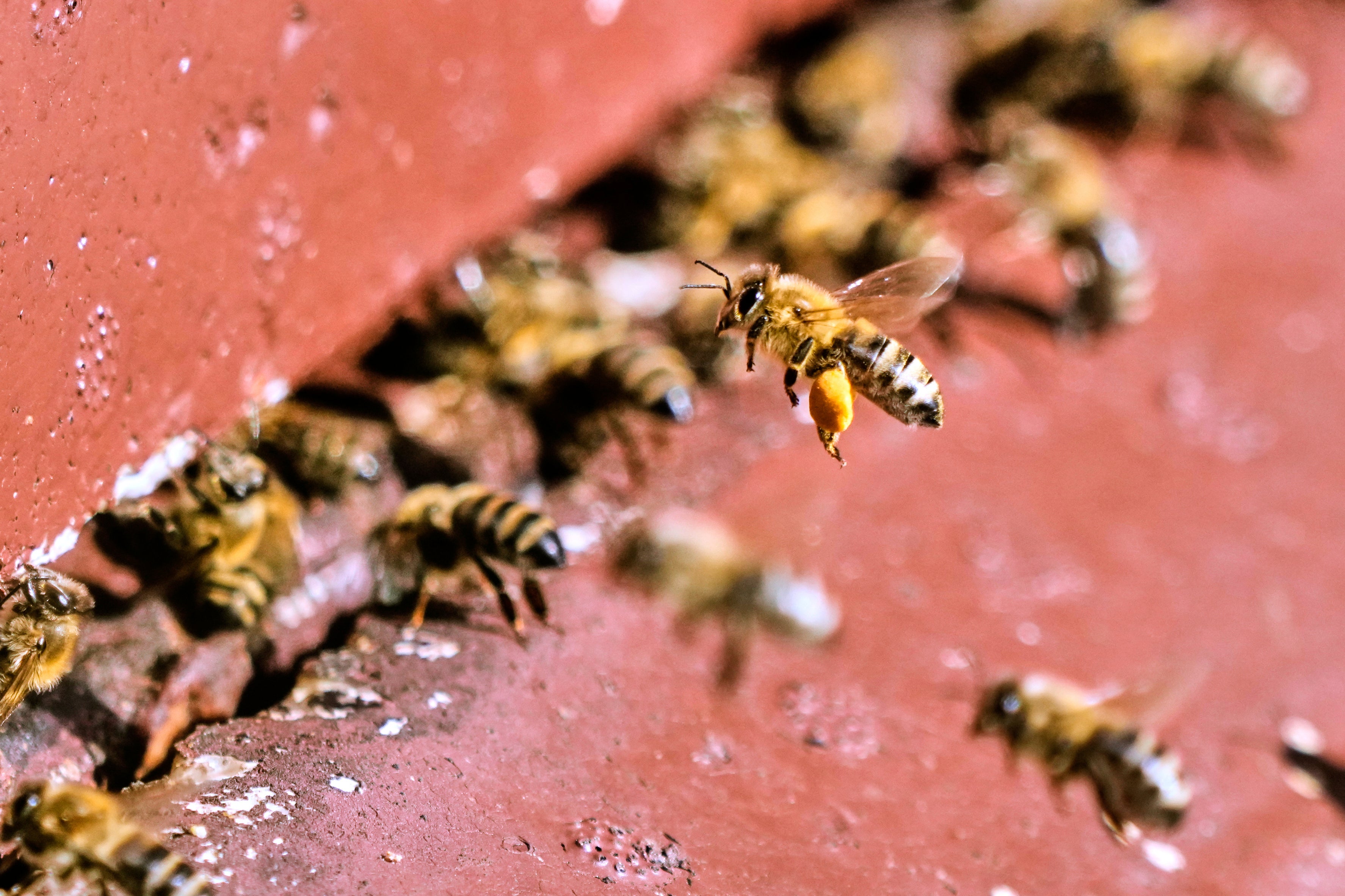 <p>Germany World Bee Day</p>