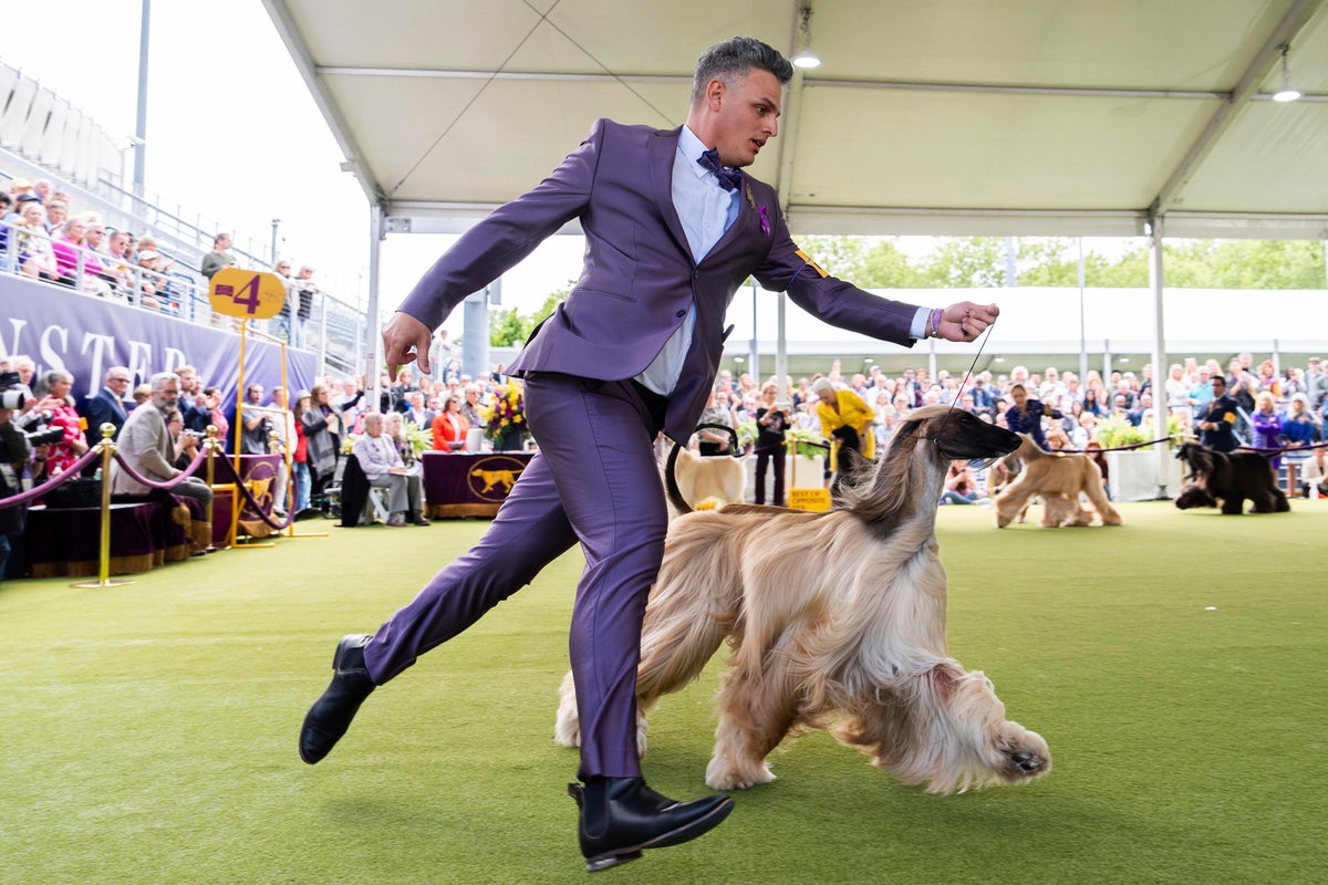 Westminster Kennel Club sets plans for its 150th dog show next year