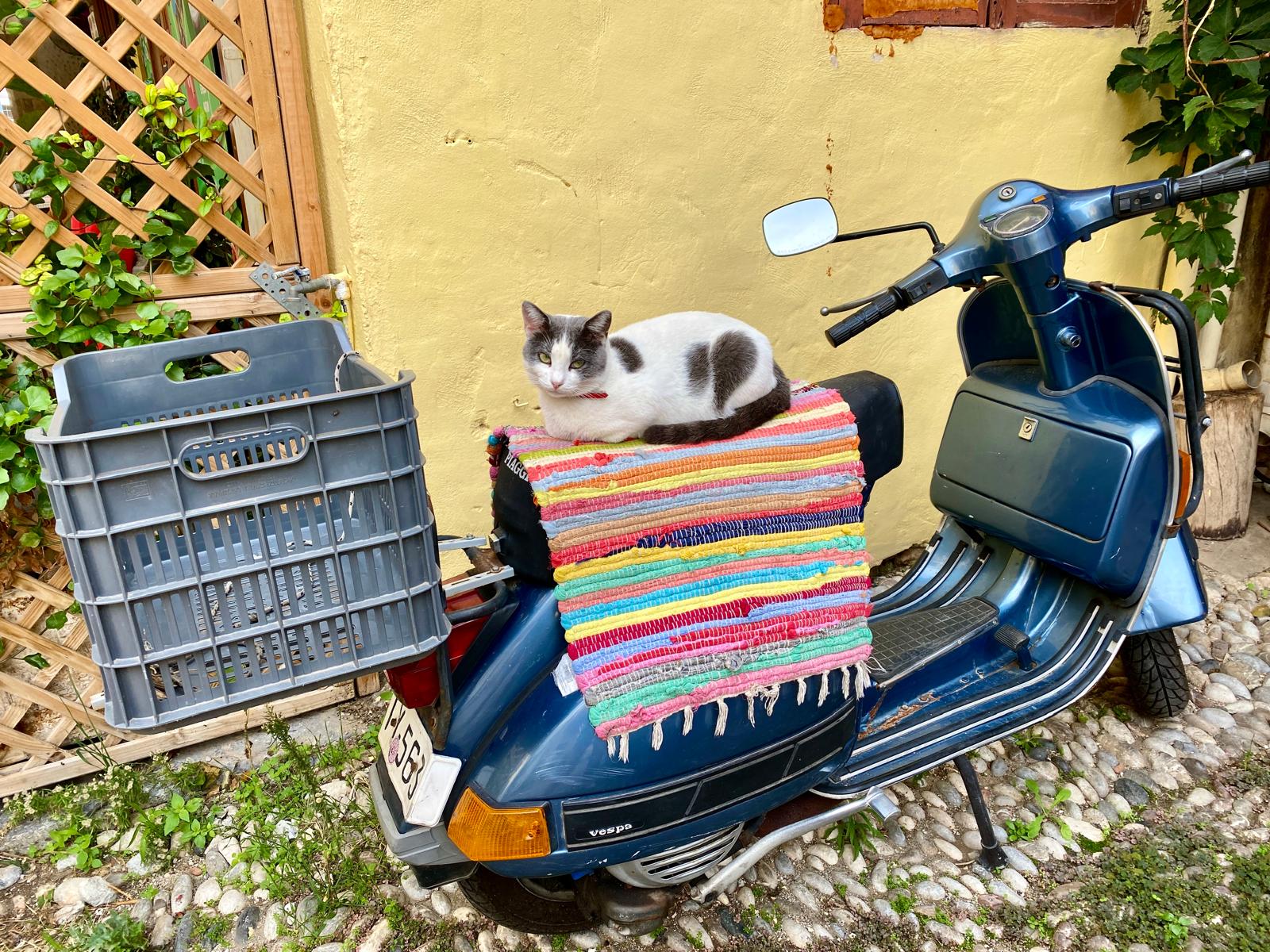  A British cat in Crete