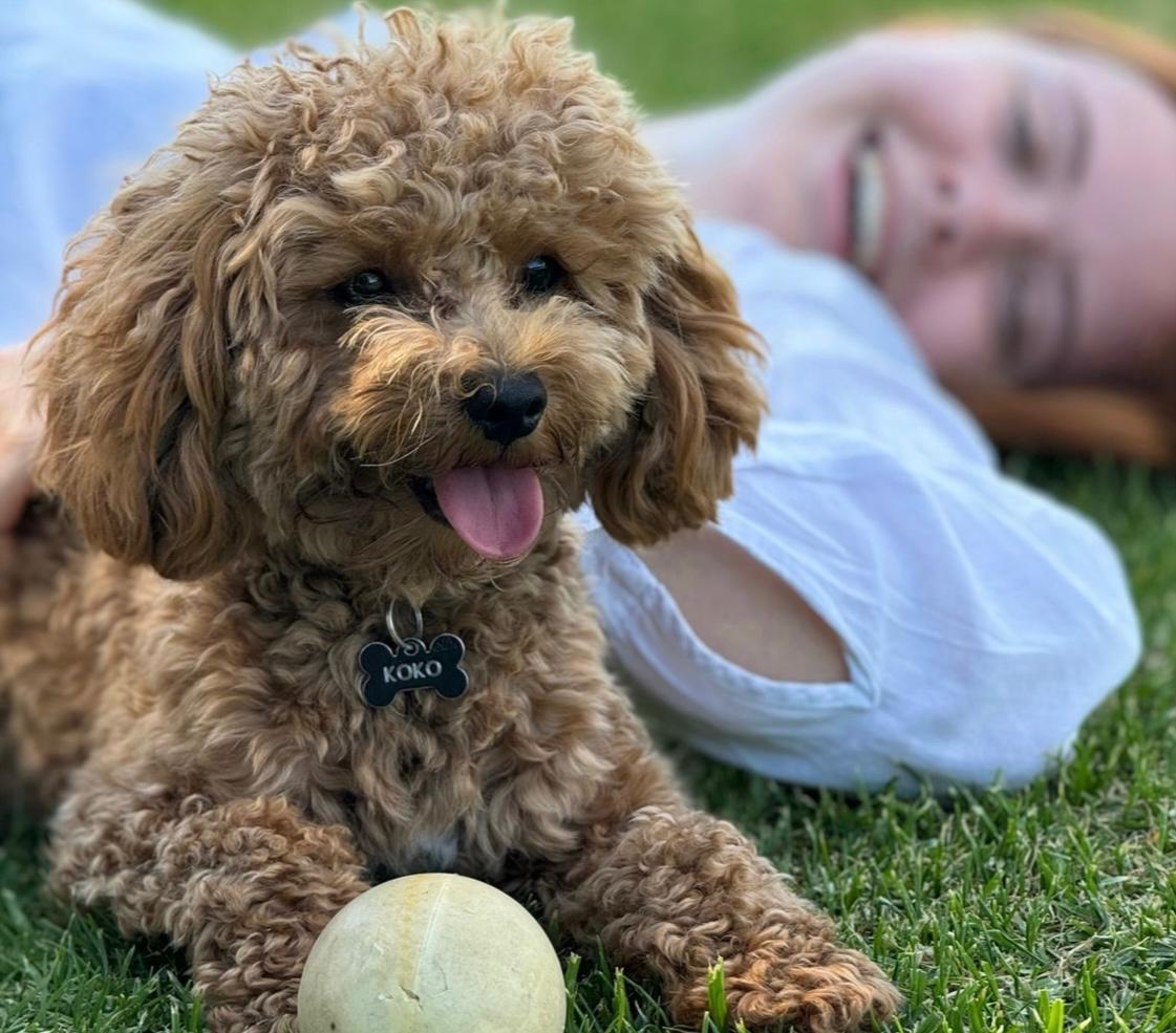  Koko on her holidays