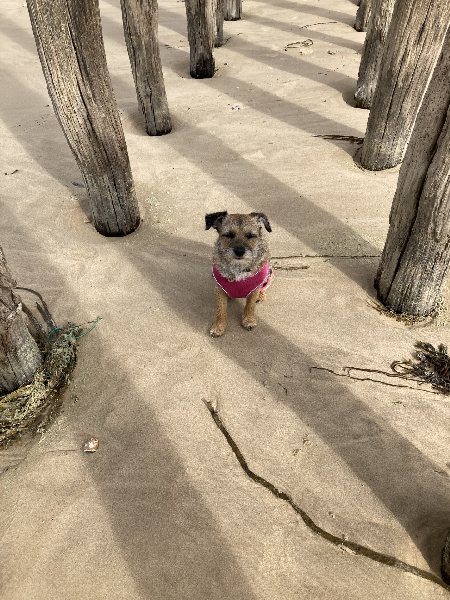  Dusty on the coast of northern France