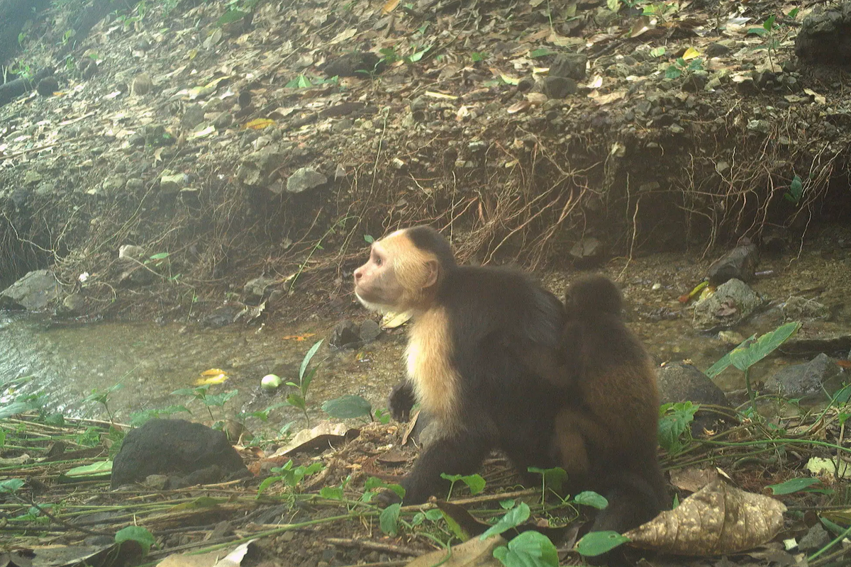 Monkeys caught on camera ‘kidnapping’ another species’ babies