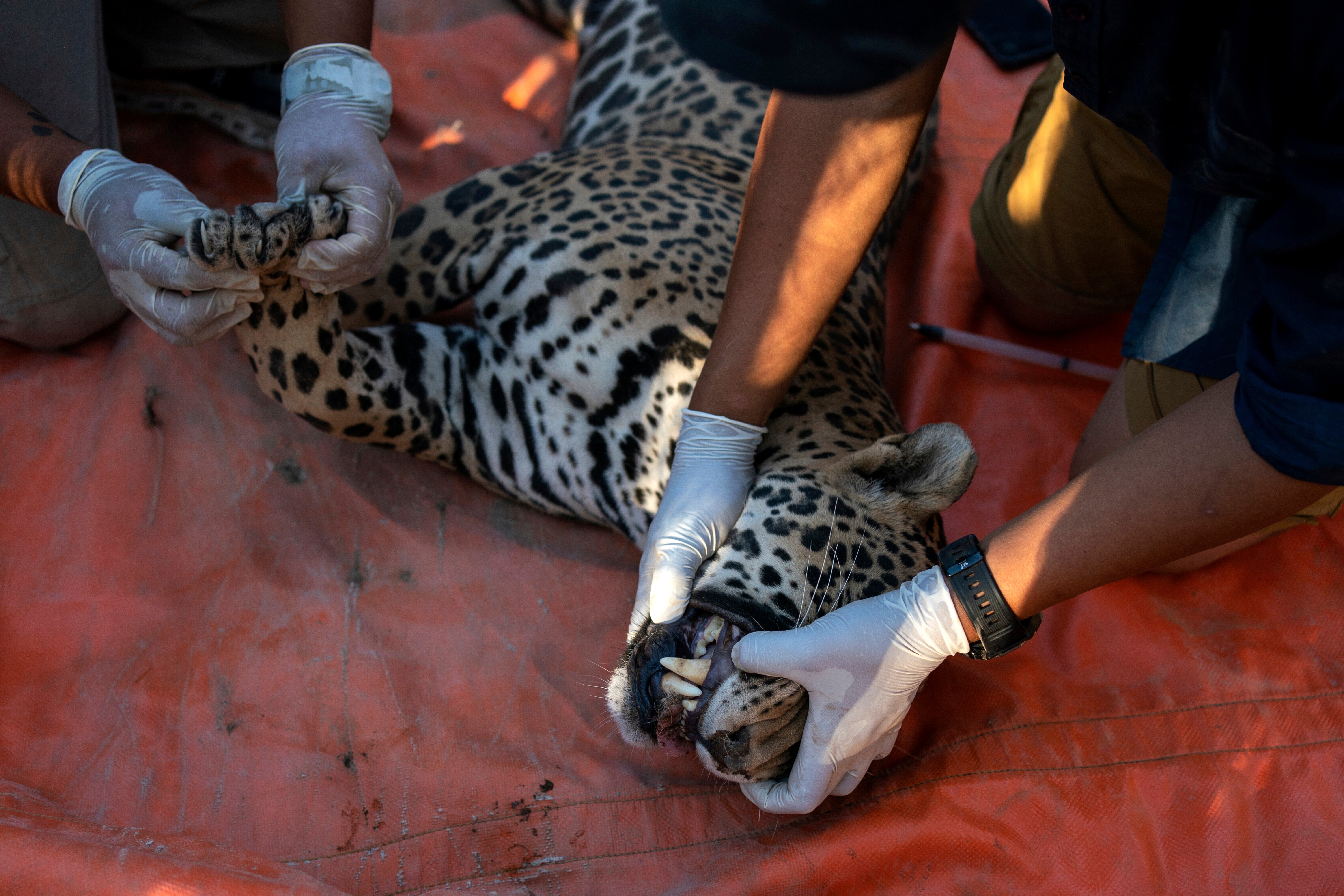 Mexico Violence Animal Refuge Photo Gallery