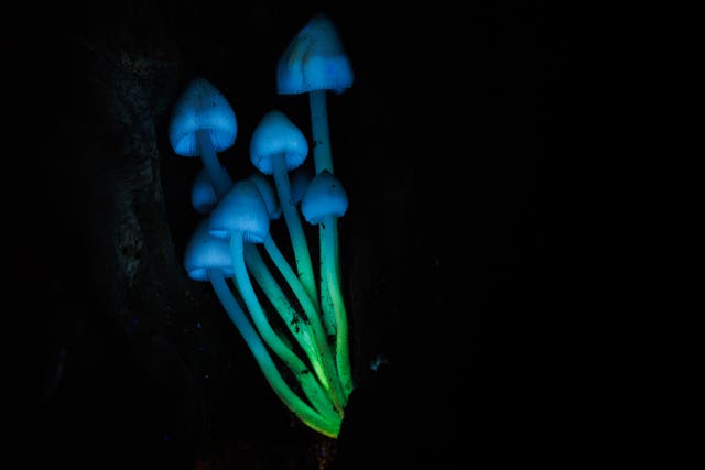 <p>Mushrooms glow under ultraviolet-induced visible fluorescence</p>