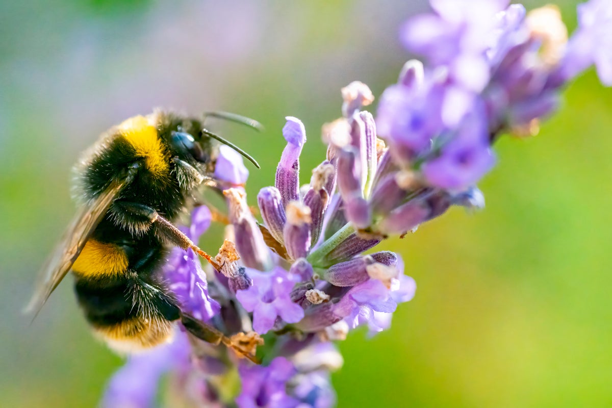 War and microplastics are new threat to bees, scientists warn