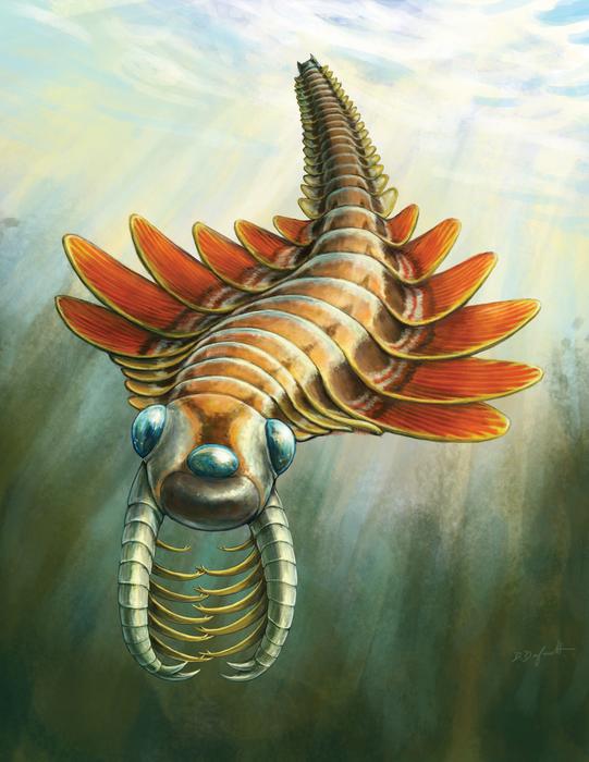 Reconstruction of Mosura fentoni