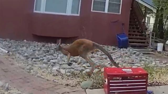 COLORADO-CANGURO SUELTO