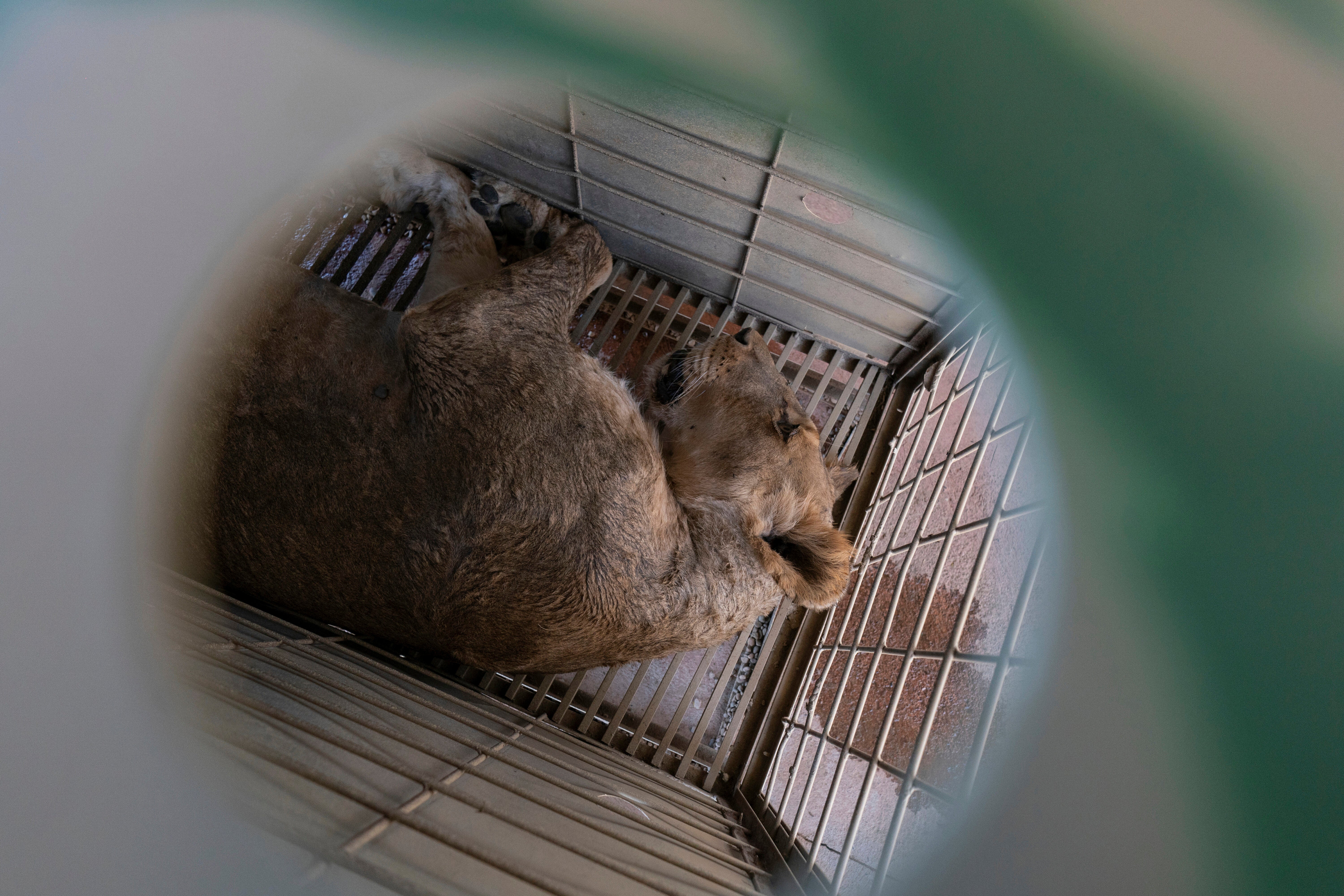 MÉXICO-VIOLENCIA-SANTUARIO ANIMAL