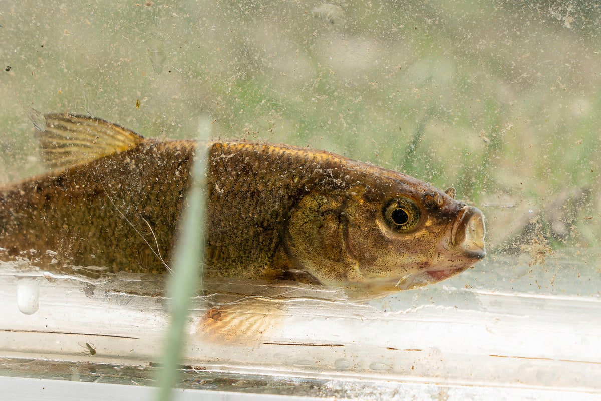 A rare olive-colored fish in Nevada nears a key step toward endangered species listing
